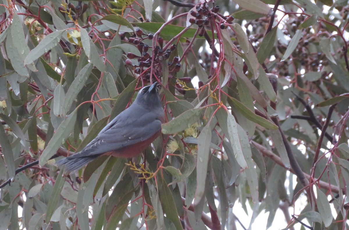 White-browed Woodswallow - ML636867644