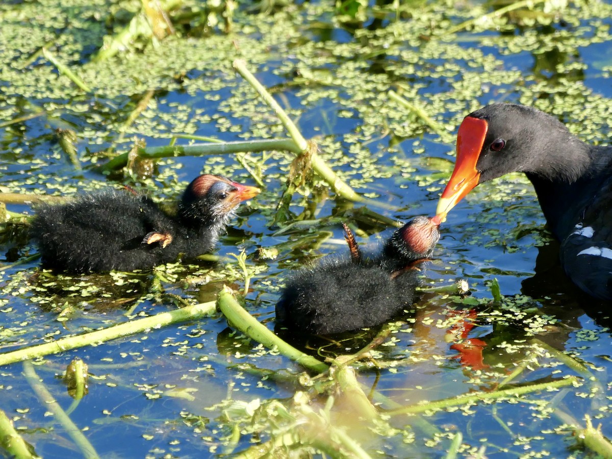 Common Gallinule - ML636867659
