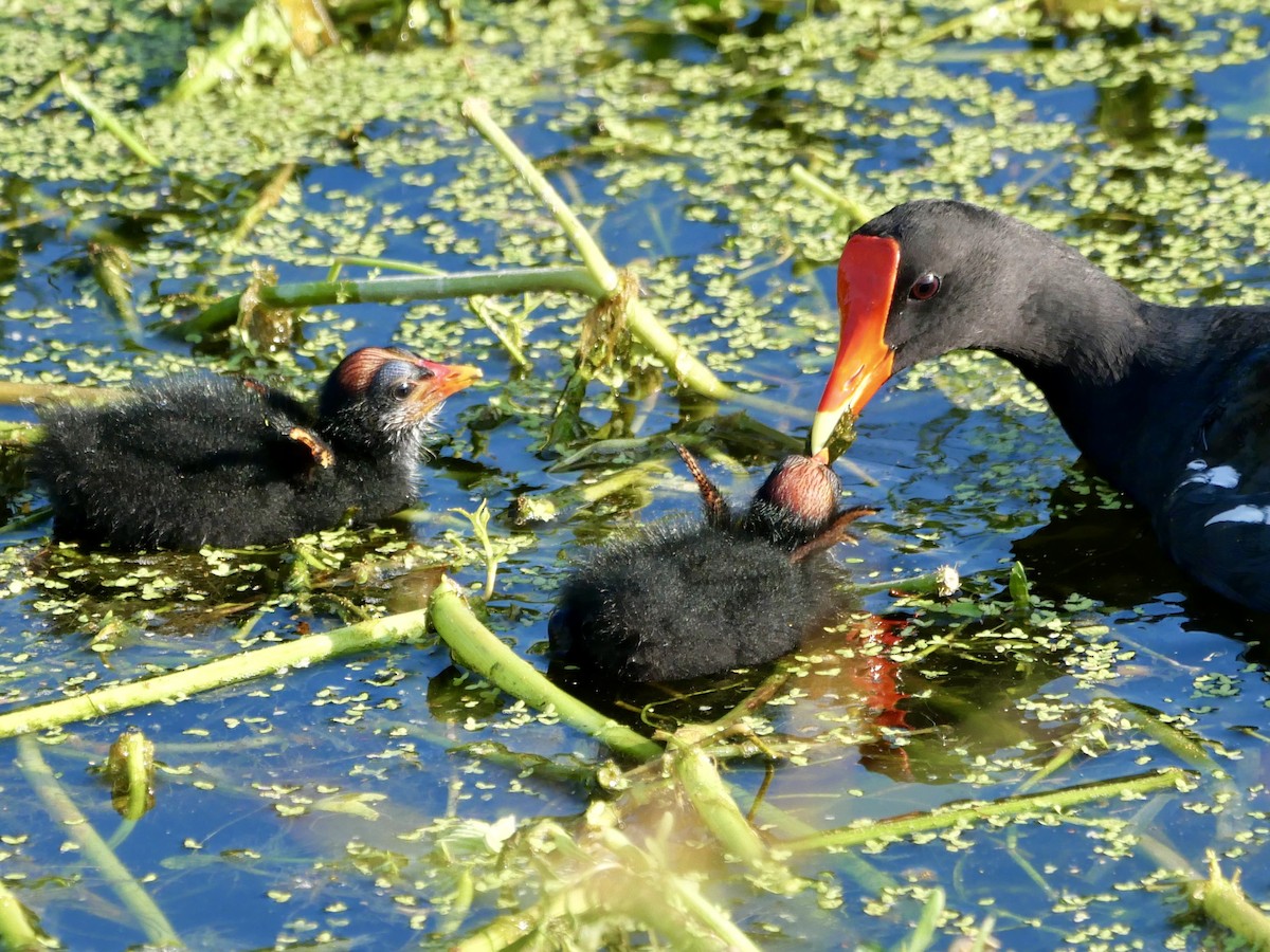 Common Gallinule - ML636867660