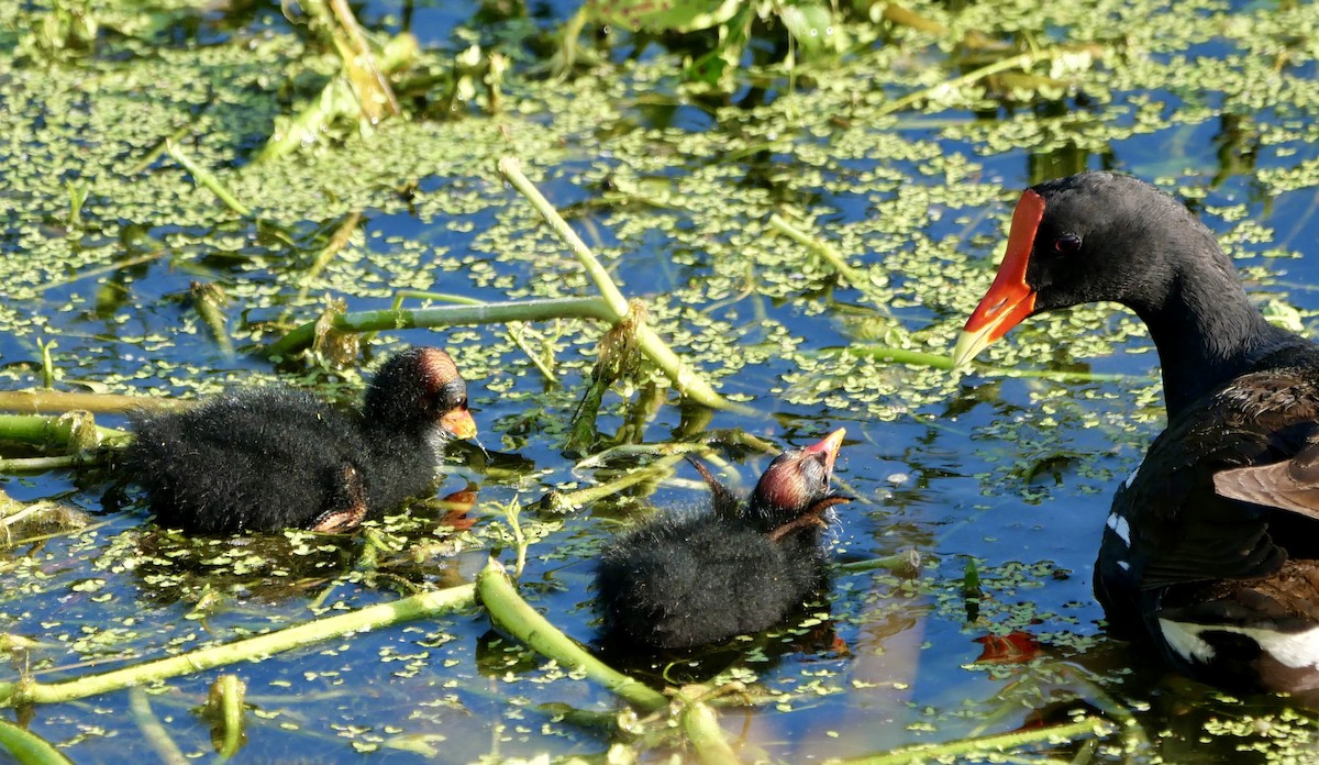 Common Gallinule - ML636867661