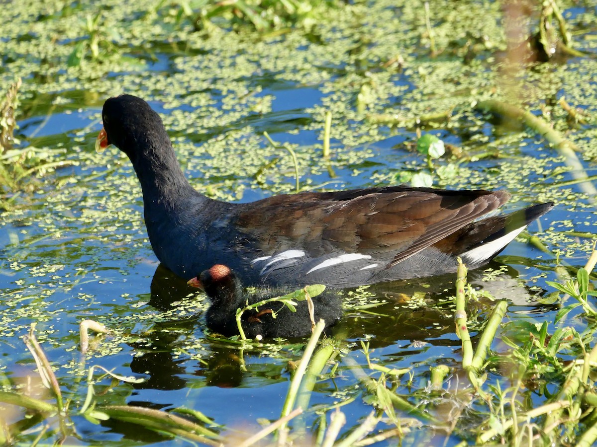 Common Gallinule - ML636867662