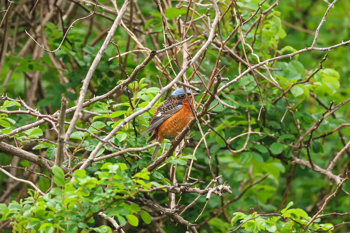White-throated Rock-Thrush - ML636867665