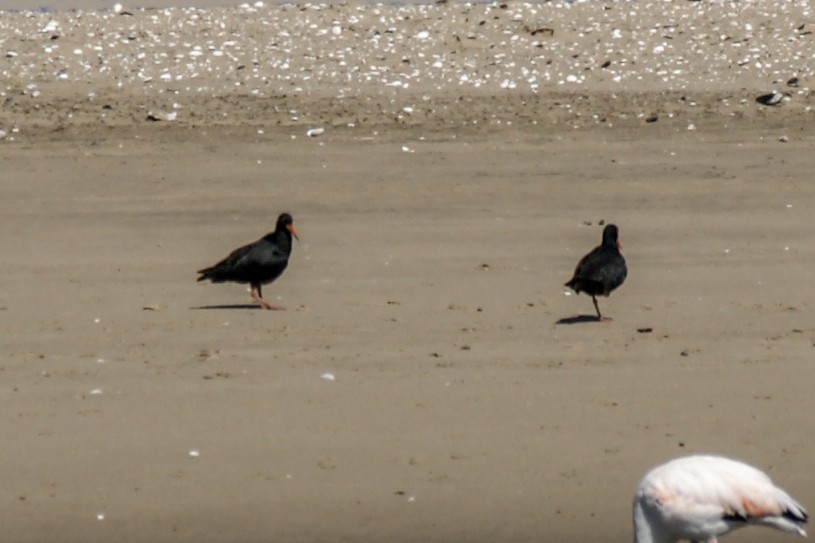 African Oystercatcher - ML636867685