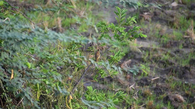 White-browed Bulbul - ML636867830