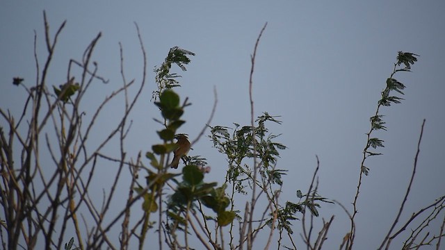 White-browed Bulbul - ML636867833
