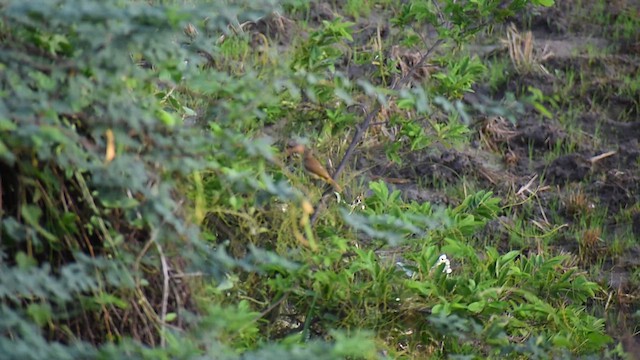 White-browed Bulbul - ML636867843