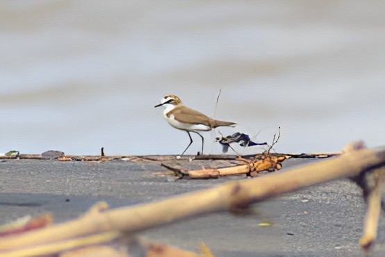 Javan Plover - ML636867865