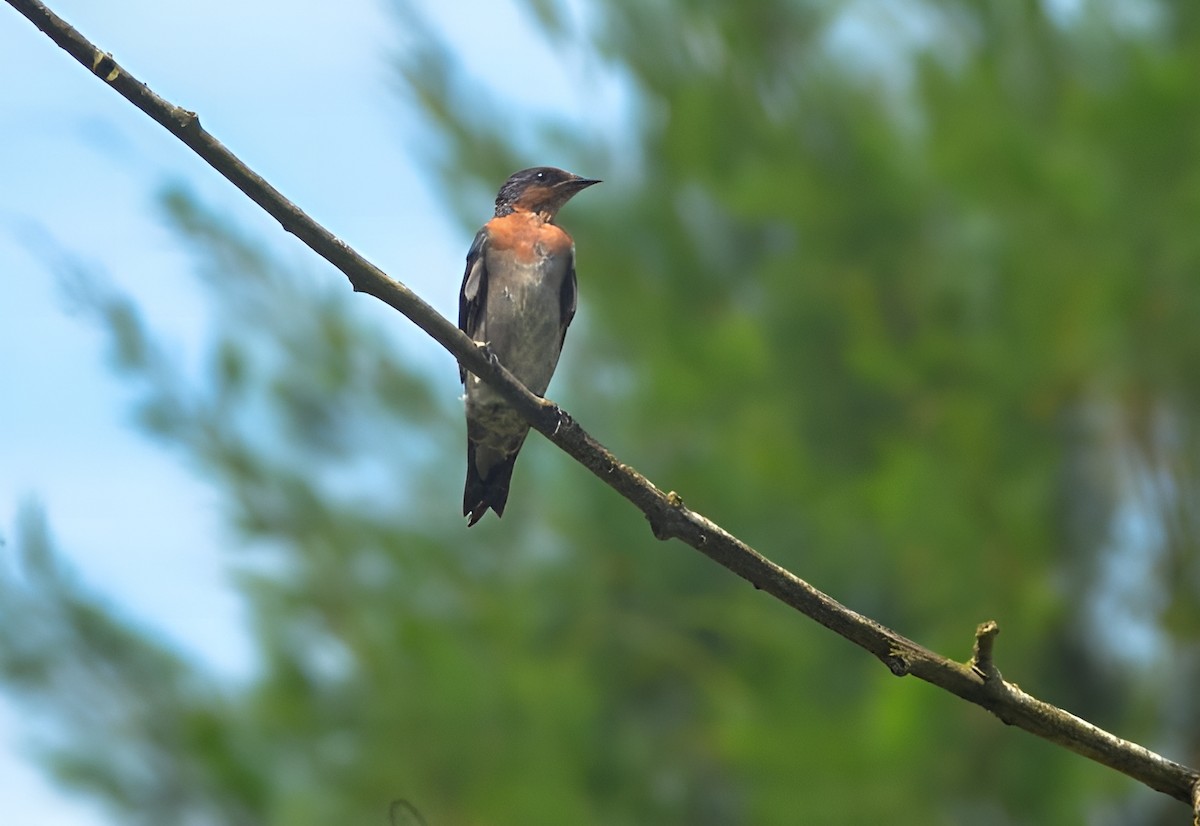Pacific Swallow - ML636867868