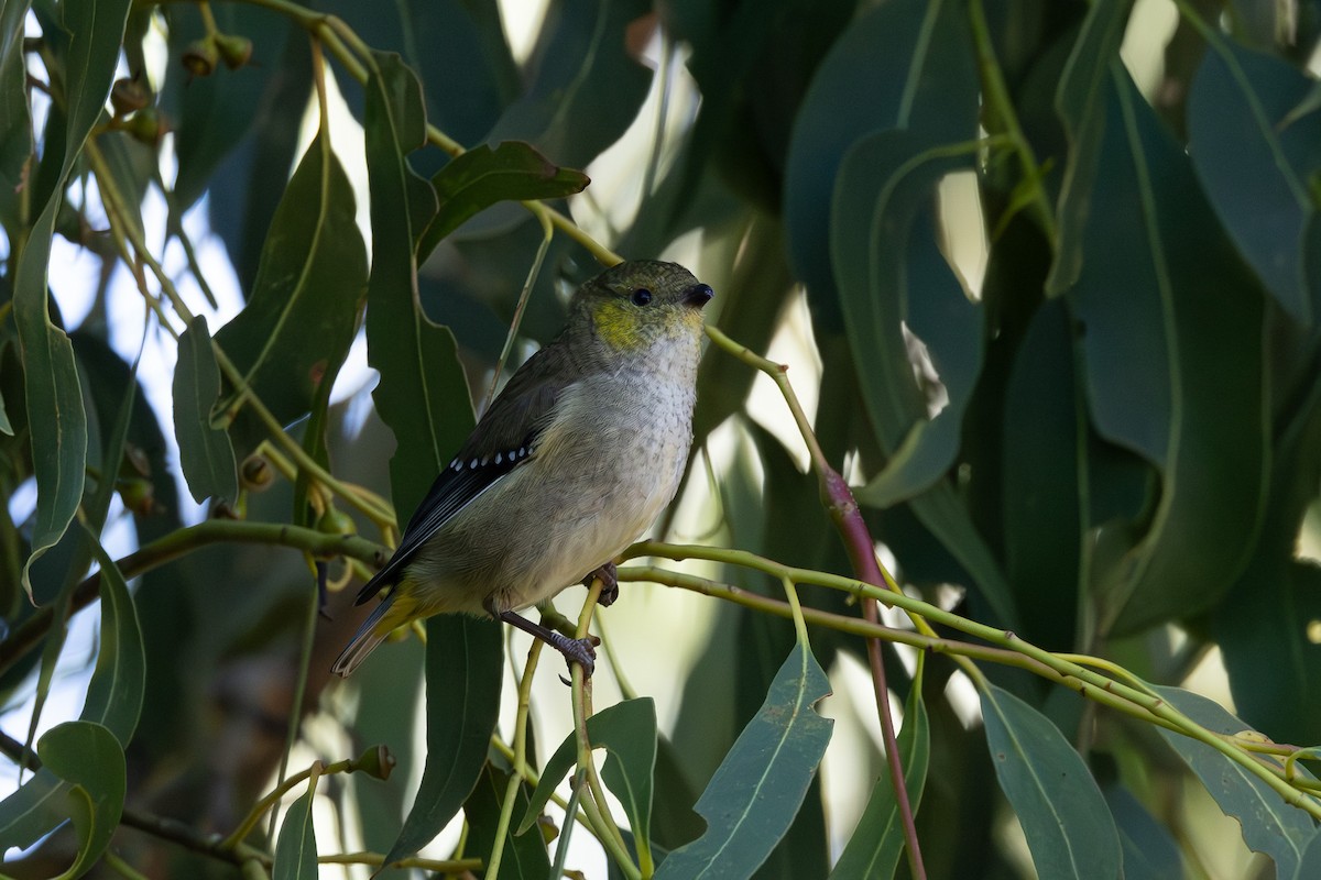 Forty-spotted Pardalote - ML636867895