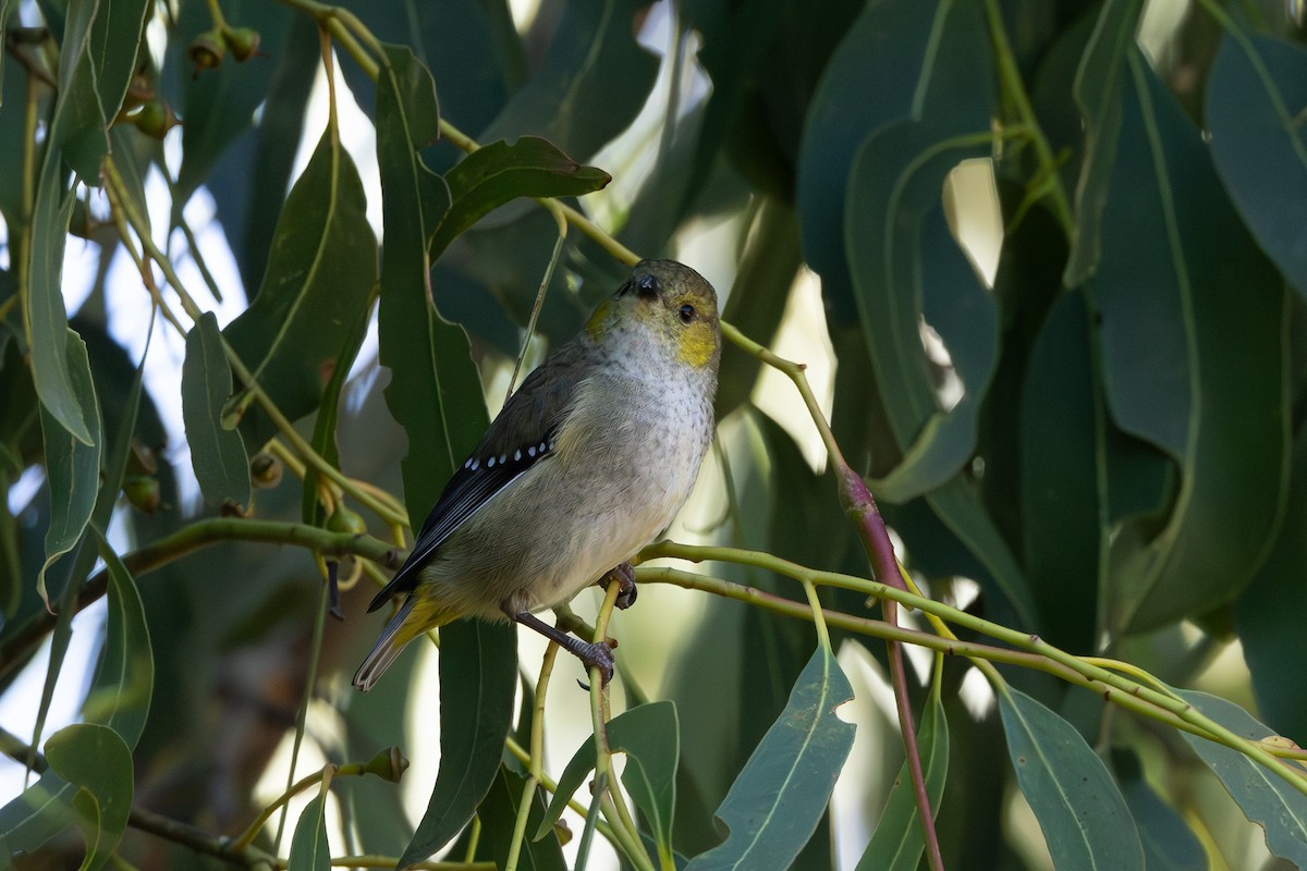 Forty-spotted Pardalote - ML636867896