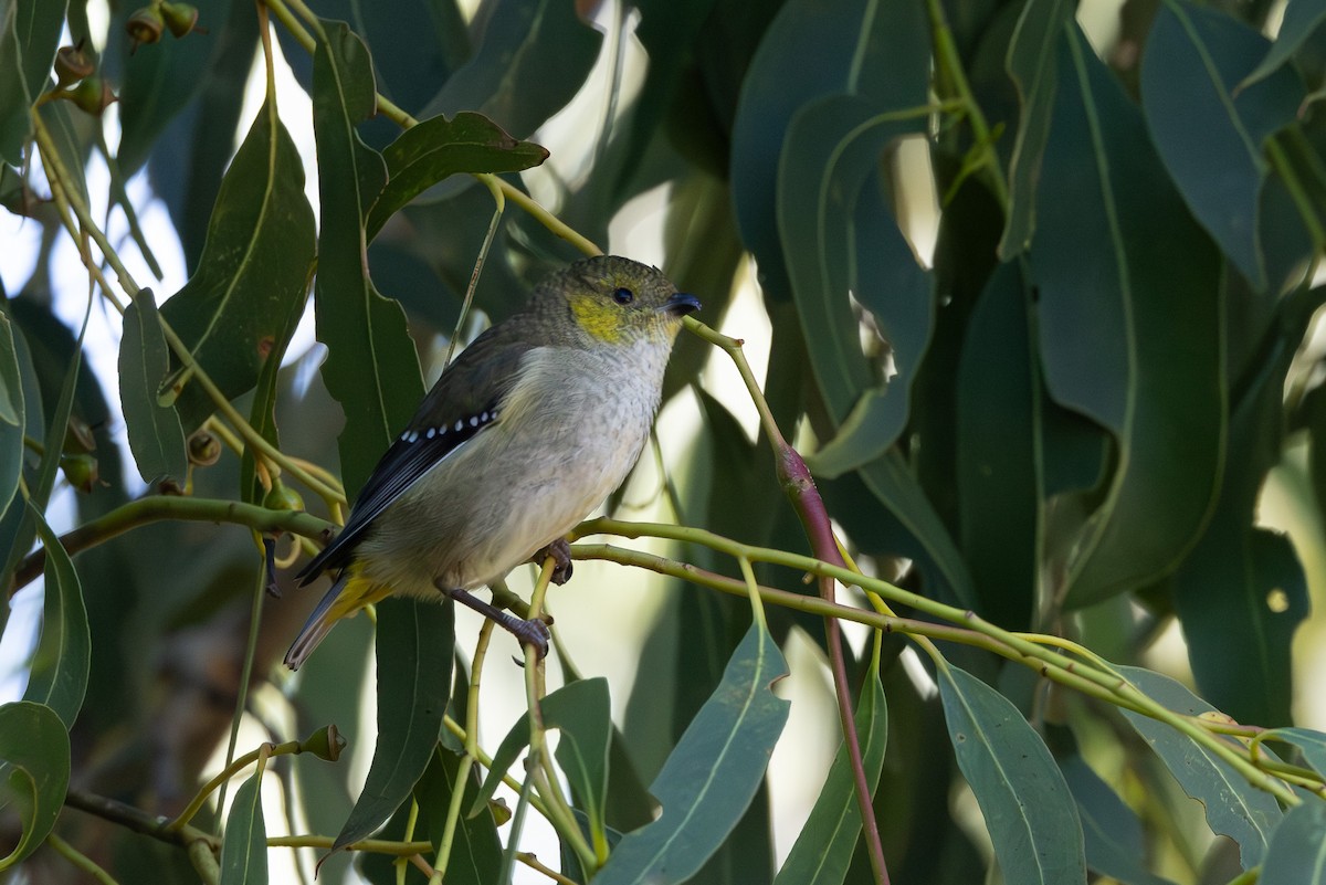 Forty-spotted Pardalote - ML636867897