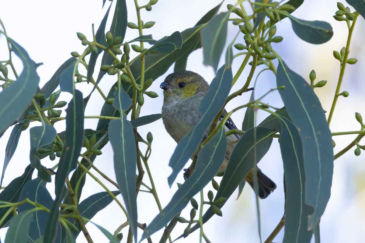 Forty-spotted Pardalote - ML636867900