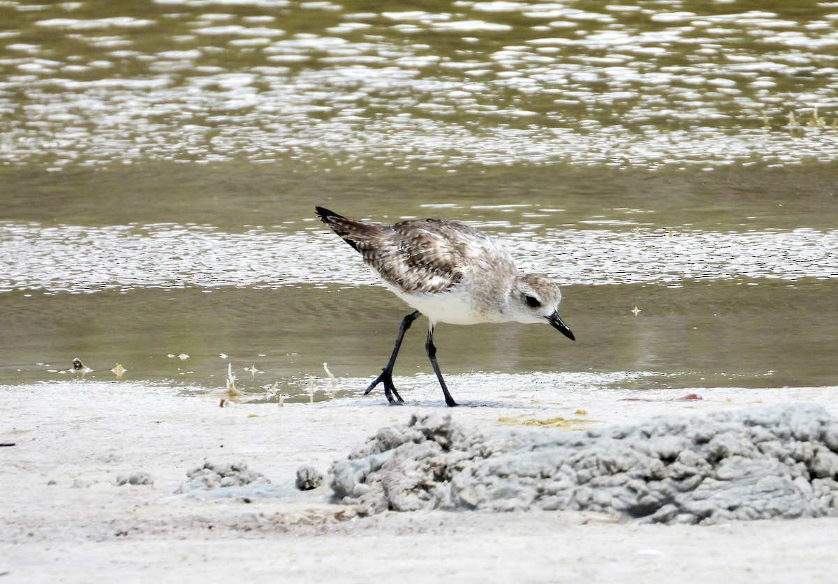 Black-bellied Plover - ML636867914