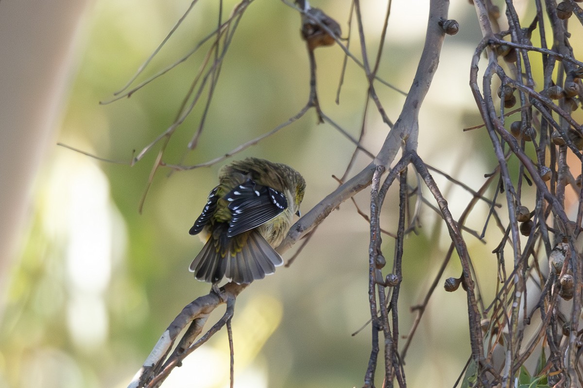 Forty-spotted Pardalote - ML636867919