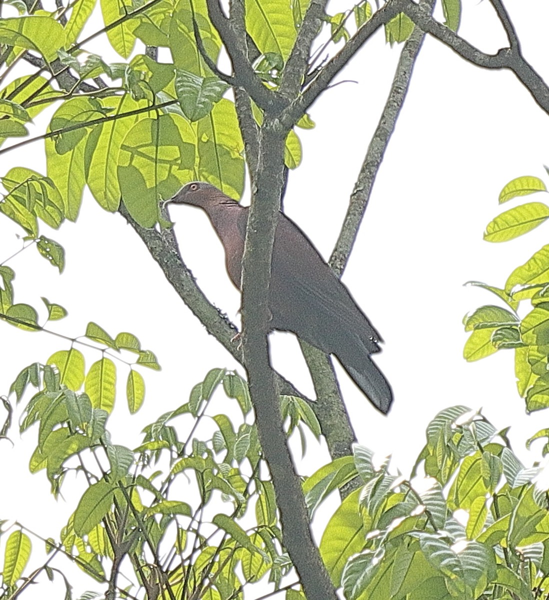 Pale-capped Pigeon - ML636867965