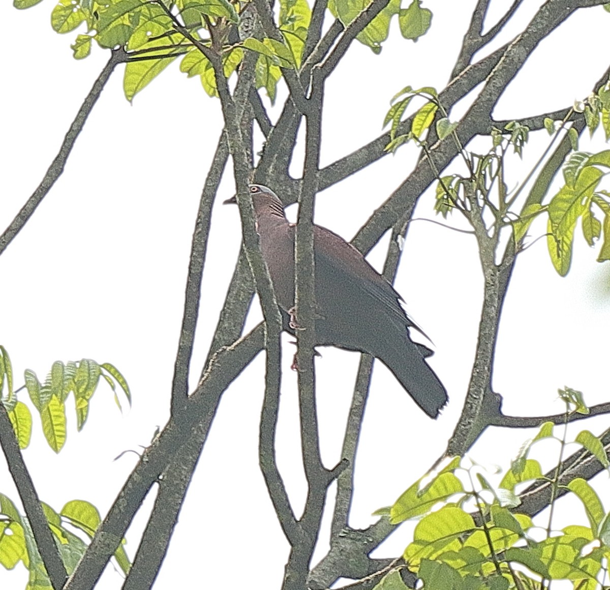 Pale-capped Pigeon - ML636867969