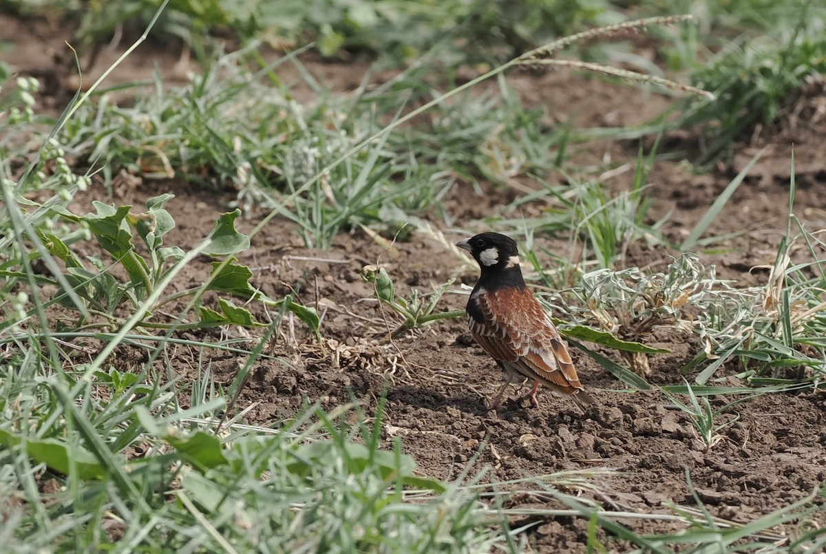 Chestnut-backed Sparrow-Lark - ML636868081
