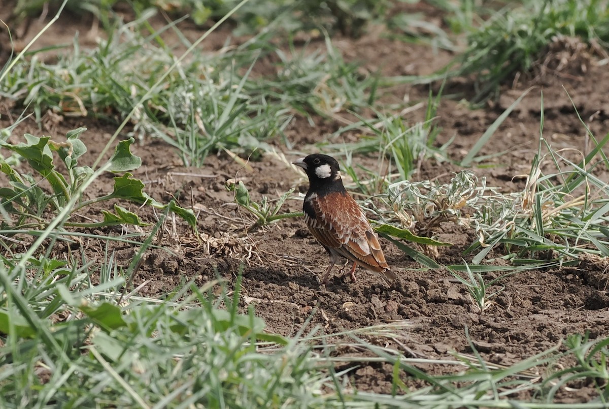 Chestnut-backed Sparrow-Lark - ML636868082