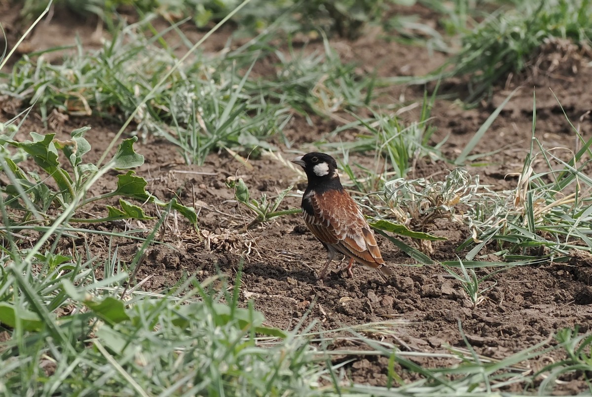 Chestnut-backed Sparrow-Lark - ML636868083