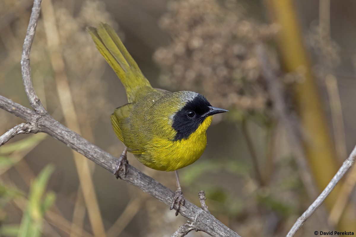 Hooded Yellowthroat - ML636868103