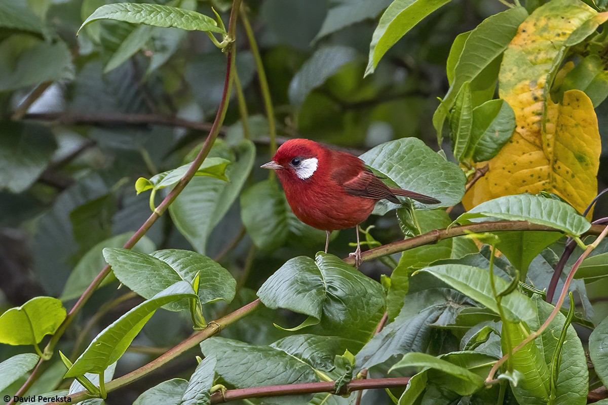Red Warbler (White-cheeked) - ML636868109