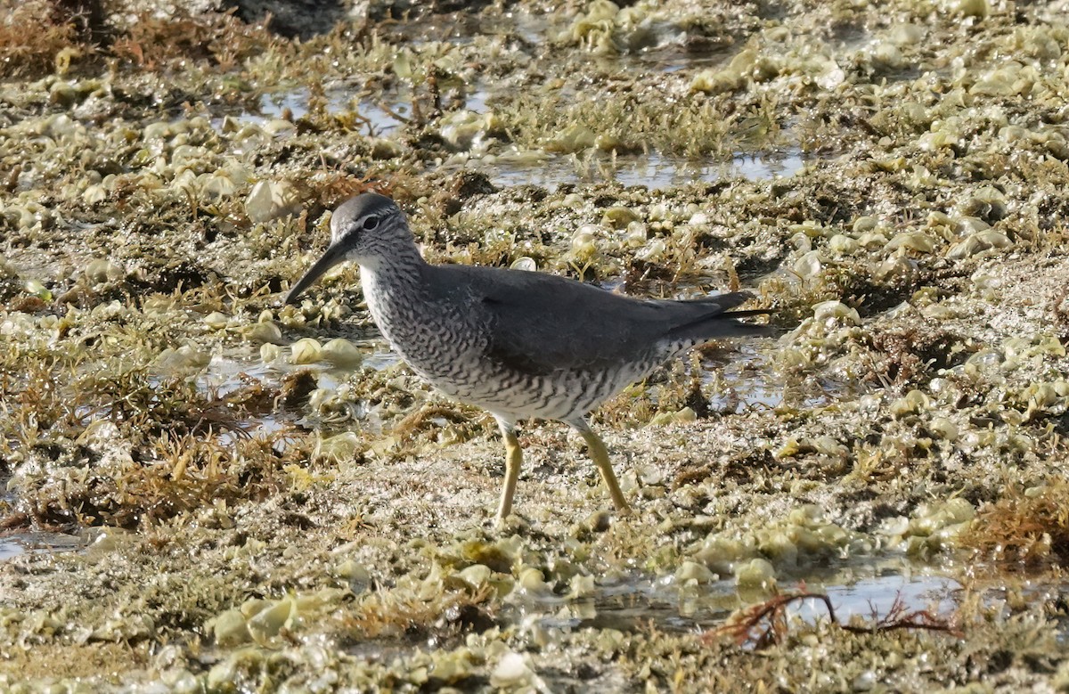 Gray-tailed Tattler - ML636868208