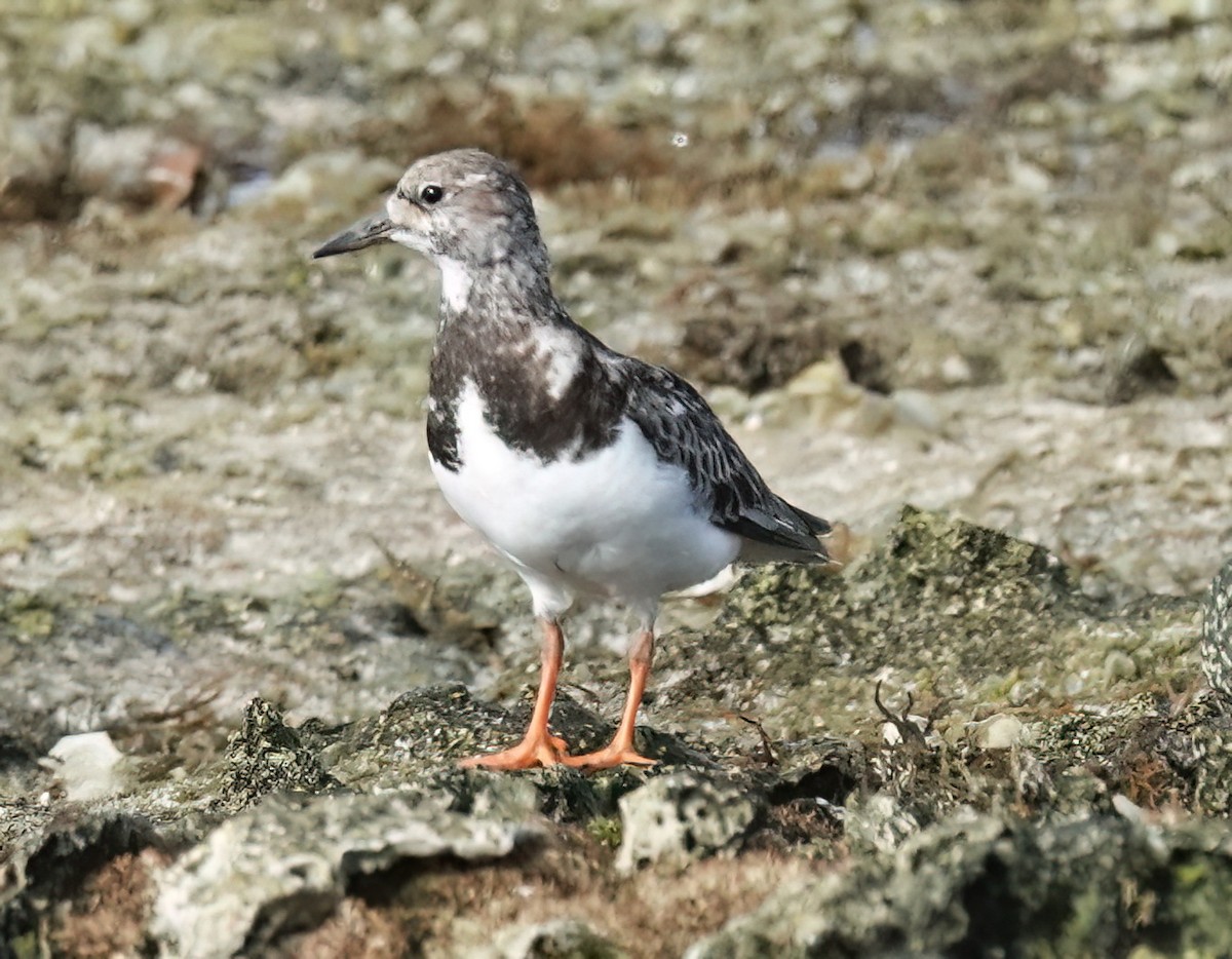 Ruddy Turnstone - ML636868218