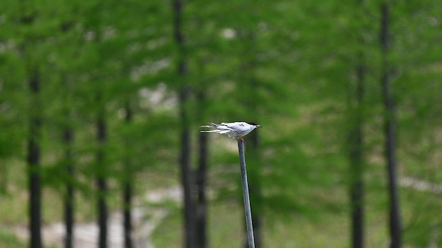 Common Tern (longipennis) - ML636868235