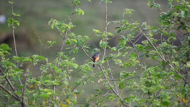 Ashy Prinia - ML636868237