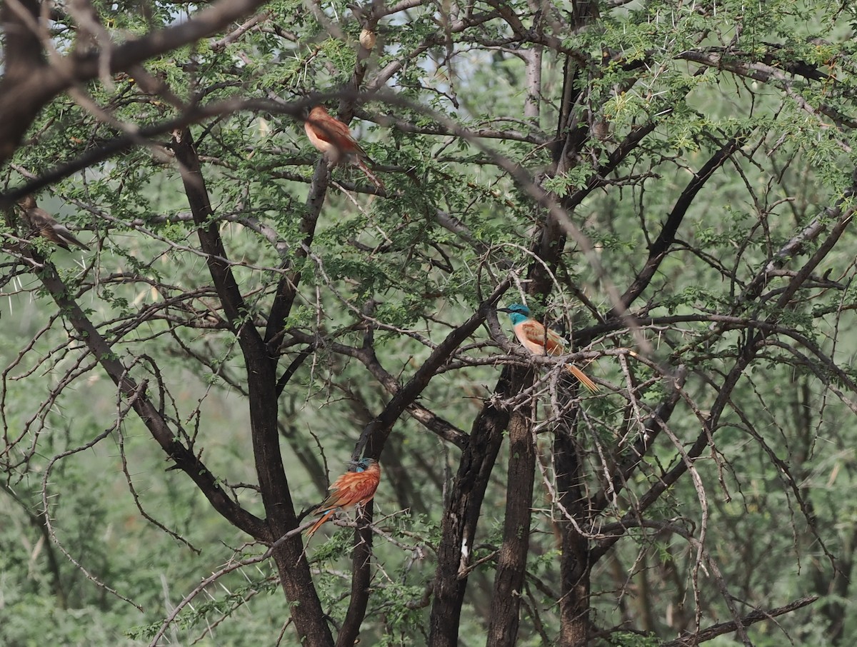 Northern Carmine Bee-eater - ML636868243