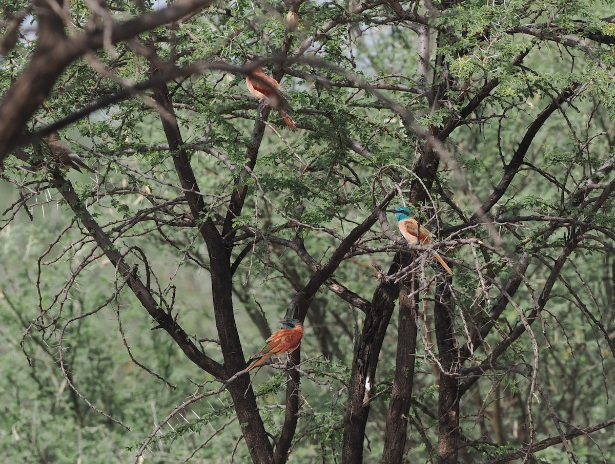 Northern Carmine Bee-eater - ML636868244