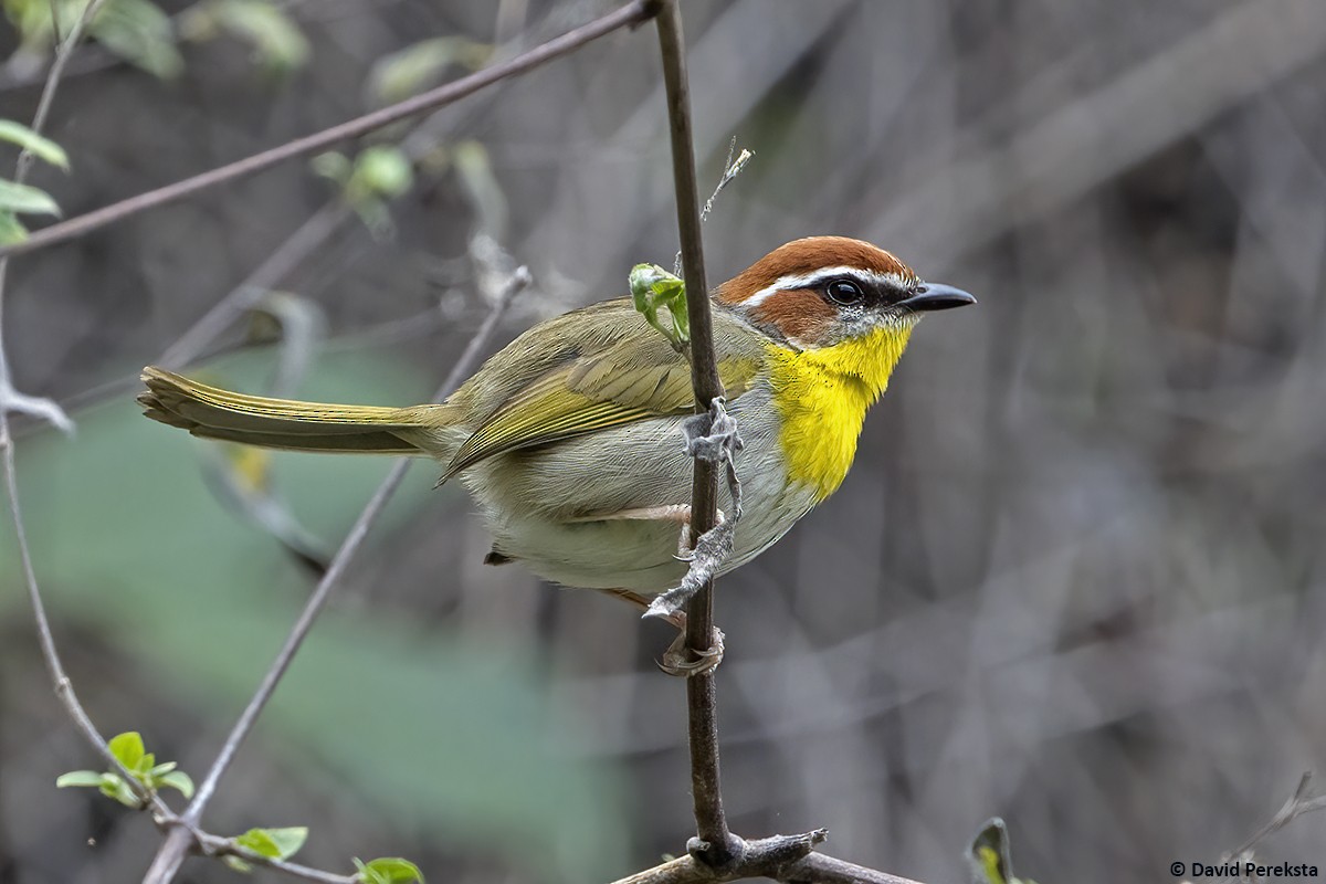 Rufous-capped Warbler (rufifrons Group) - ML636868249