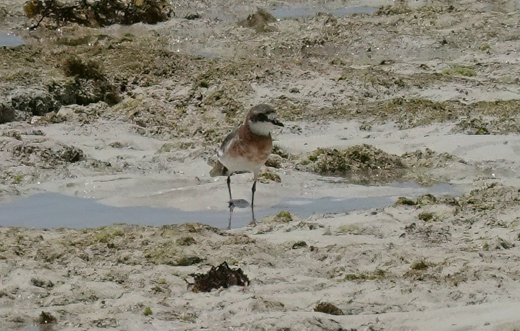 Siberian Sand-Plover - ML636868275