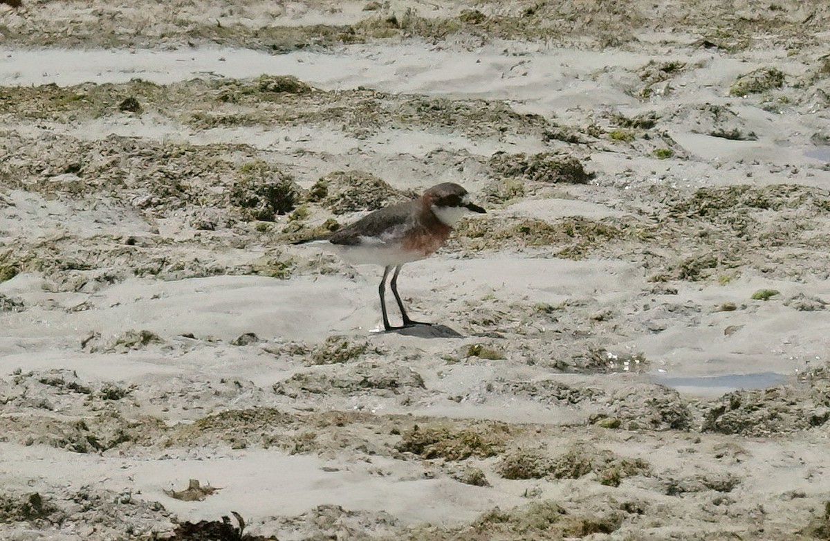 Siberian Sand-Plover - ML636868292