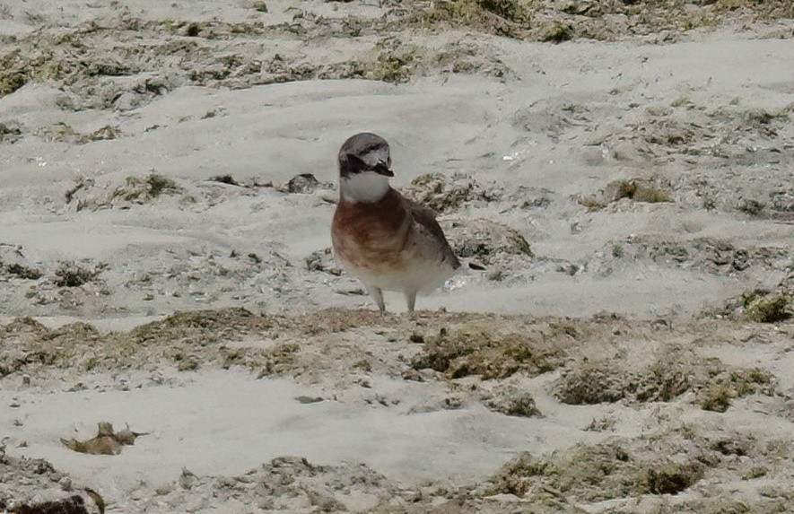 Siberian Sand-Plover - ML636868304