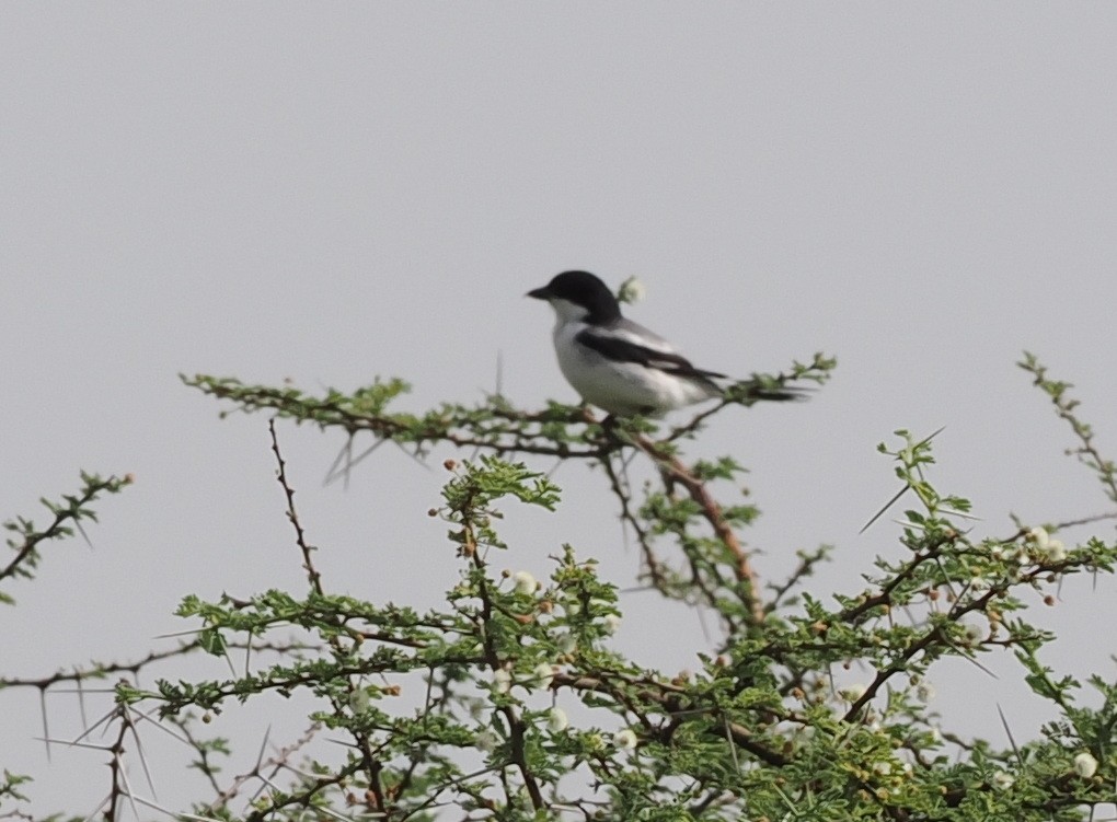 Somali Fiscal - ML636868313