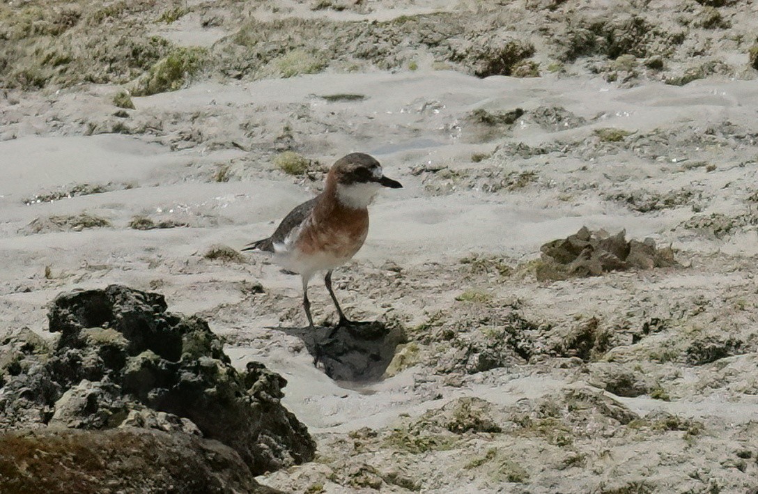 Siberian Sand-Plover - ML636868318