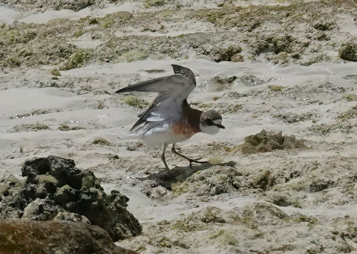 Siberian Sand-Plover - ML636868323