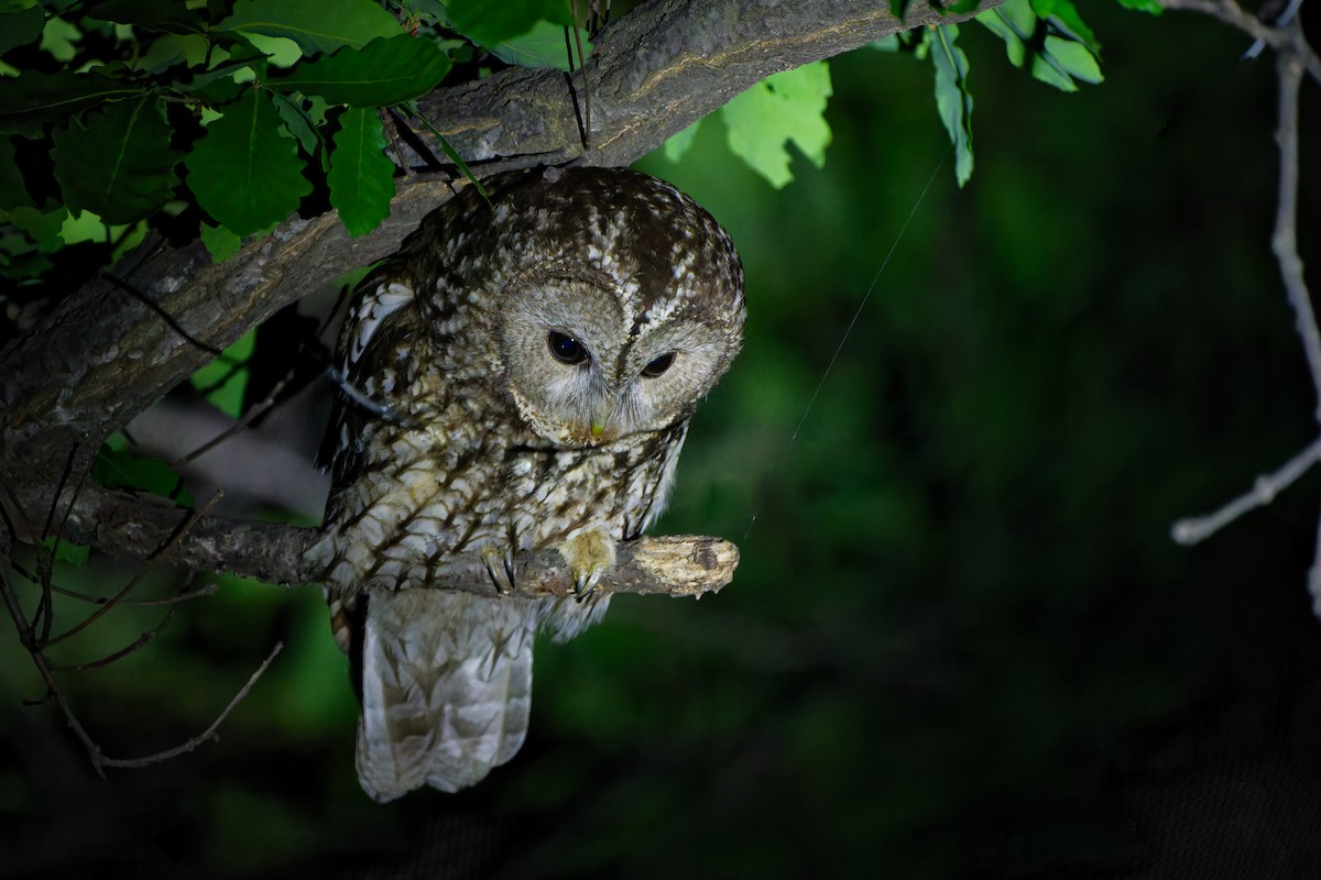 Himalayan Owl - ML636868344