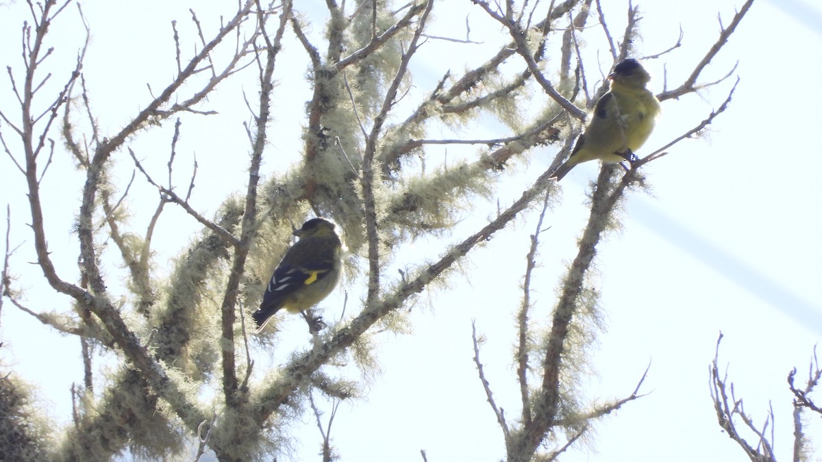 Andean Siskin - ML636868351