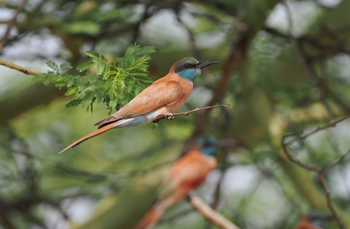 Northern Carmine Bee-eater - ML636868392