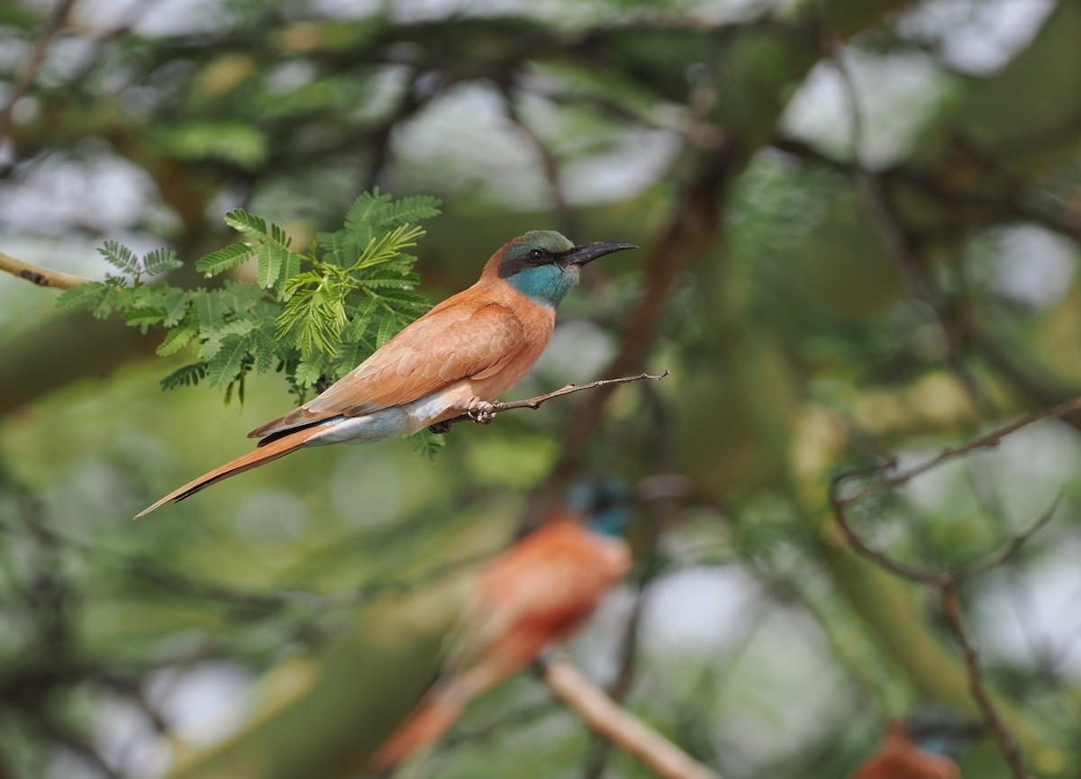 Northern Carmine Bee-eater - ML636868393