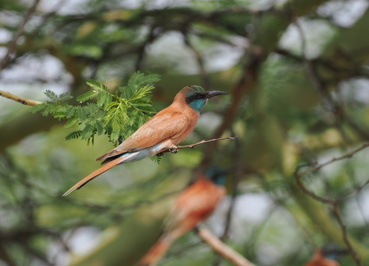 Northern Carmine Bee-eater - ML636868394