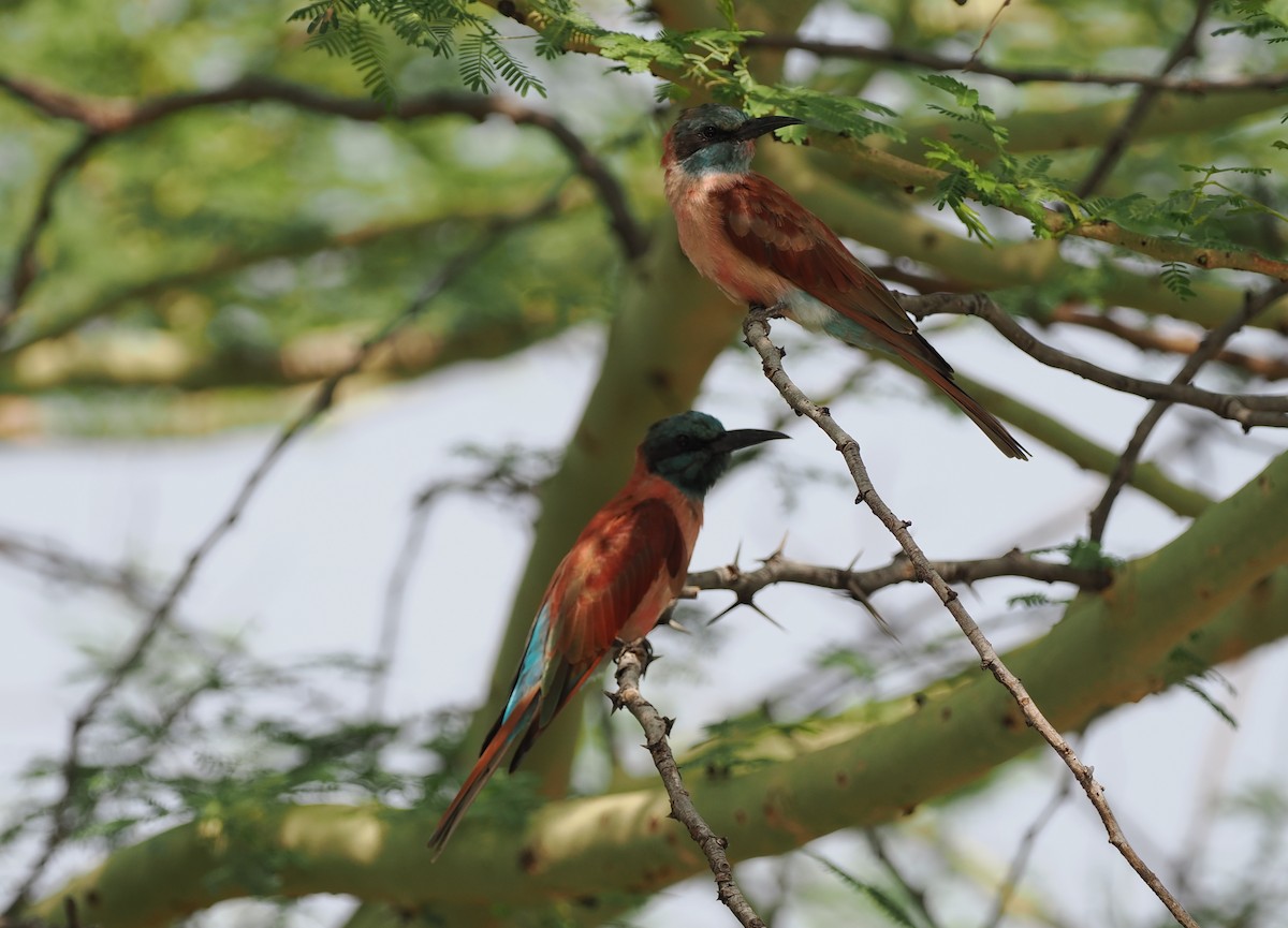 Northern Carmine Bee-eater - ML636868395