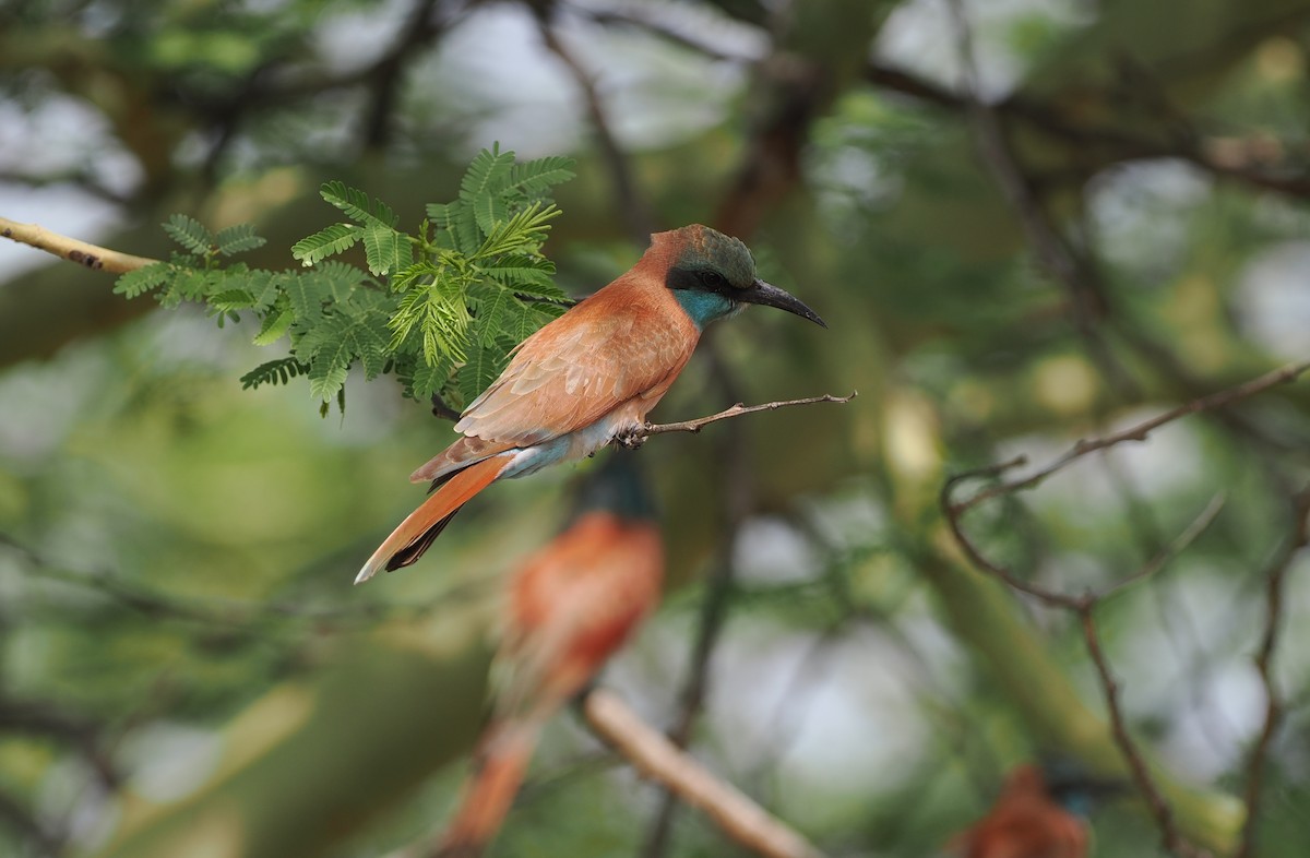 Northern Carmine Bee-eater - ML636868396