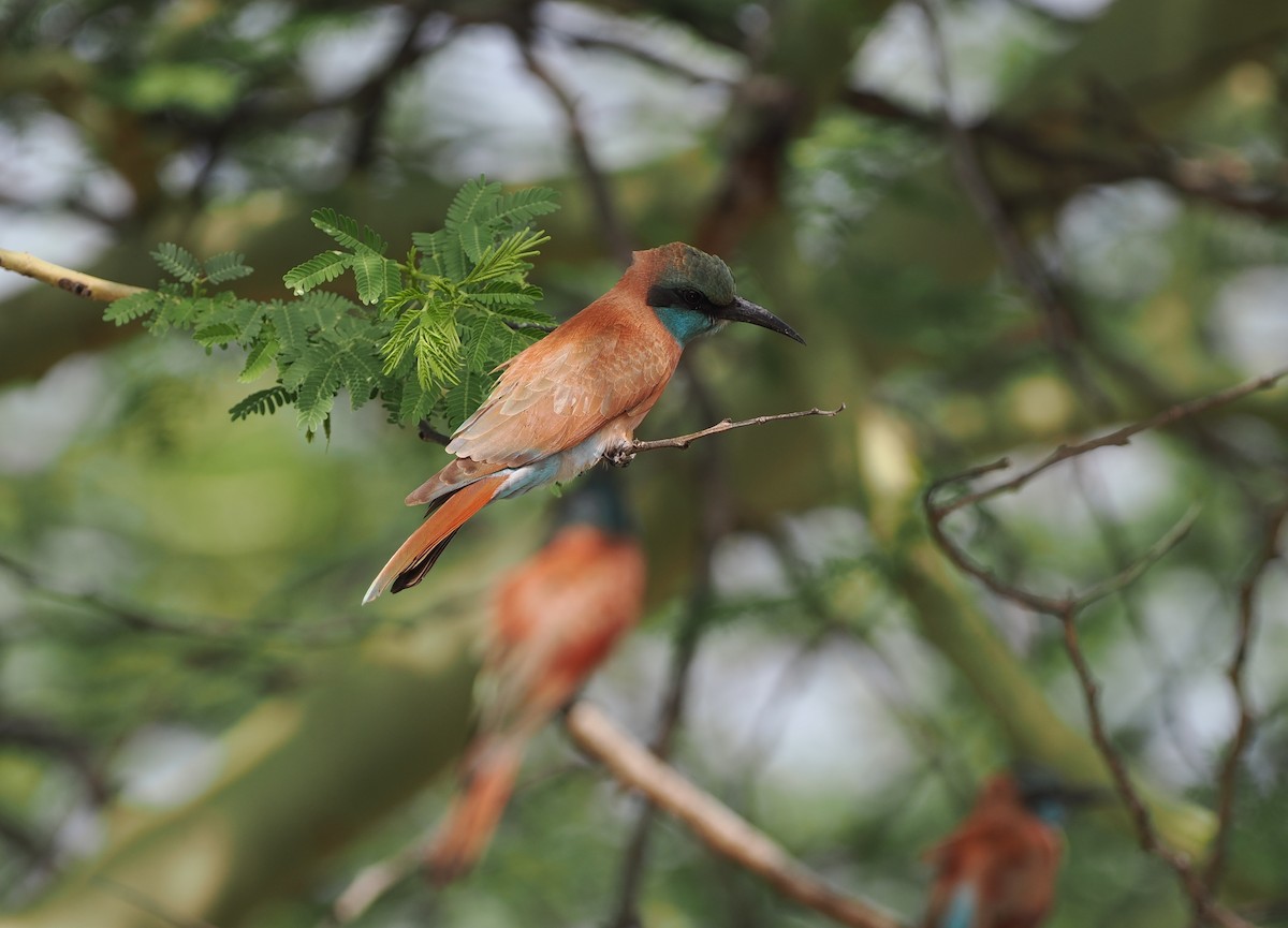 Northern Carmine Bee-eater - ML636868397