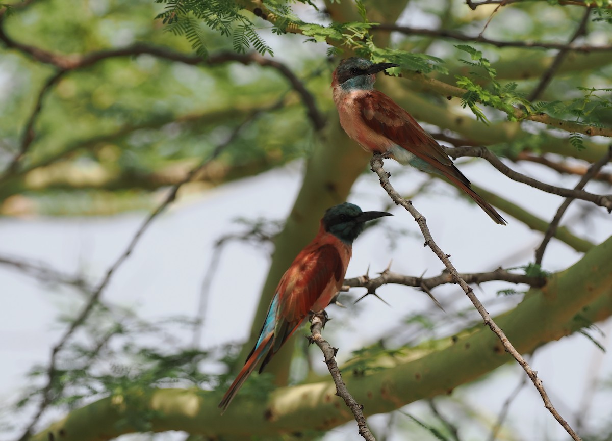 Northern Carmine Bee-eater - ML636868398