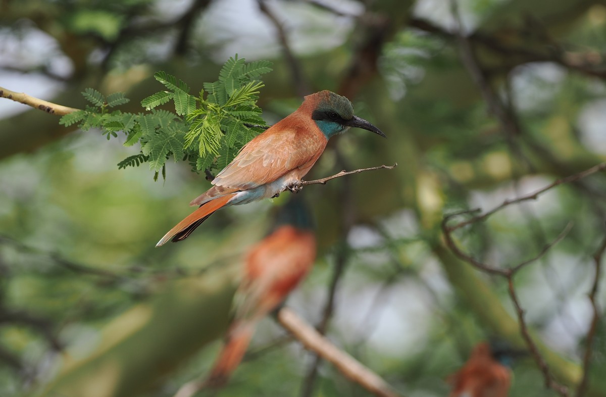 Northern Carmine Bee-eater - ML636868399