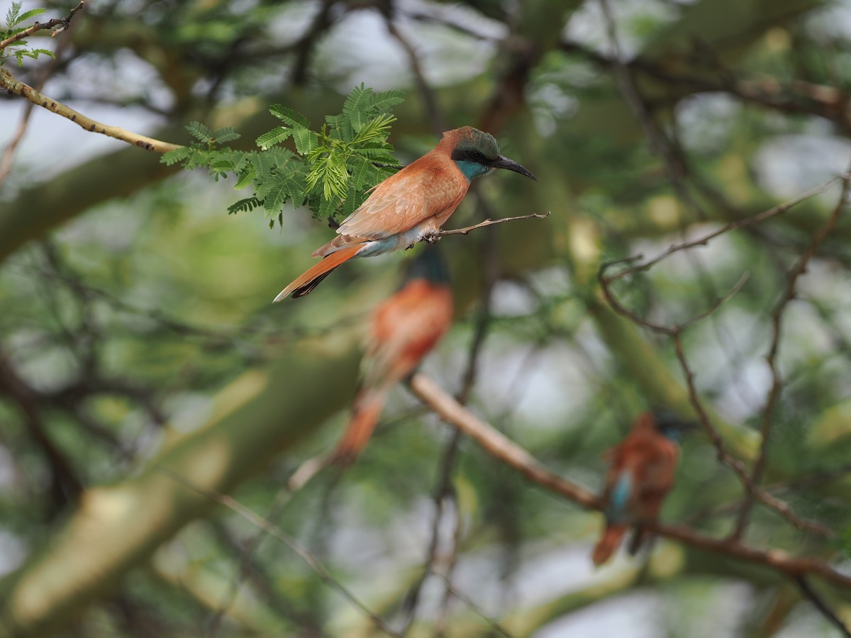 Northern Carmine Bee-eater - ML636868400