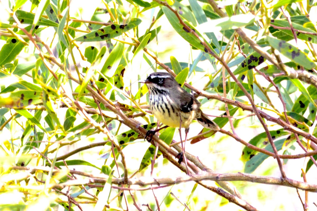 Spotted Scrubwren - ML636868469